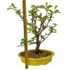 Jabloň maloplodá - Malus halliana  SK 3344-58