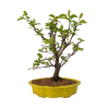 Jabloň maloplodá - Malus halliana  SK 3344-58