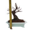 Zelkova Nire  SK 3344-60
