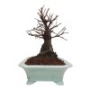 Zelkova Nire  SK 3344-60