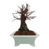 Zelkova Nire  SK 3344-60