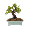 Zelkova Nire  SK 3344-60