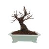 Zelkova Nire  SK 3344-60