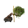 Zelkova Nire  SK 3344-60