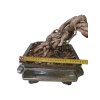Zelkova Nire  SK 3344-60