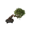 Zelkova Nire  SK 3344-60