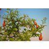 Granátové jablko - Punica granatum  SK 3344-11