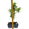 Hlohyňa šarlátová -Pyracantha coccinea  SK 3344-78