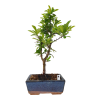 Hlohyňa šarlátová -Pyracantha coccinea  SK 3344-78