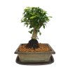 Čínsky vtáči zob - Ligustrum chinensis  SK 3344-9