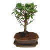 Carmona microphylla - Čaj fuki  SK 3344-2