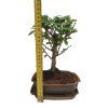 Carmona microphylla - Čaj fuki  SK 3344-2