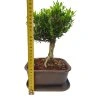 Buxus harlandii - Korkový buxus  SK 3344-5