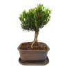 Buxus harlandii - Korkový buxus  SK 3344-5