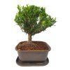 Buxus harlandii - Korkový buxus  SK 3344-5