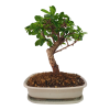 Carmona microphylla -    Čaj fuki  SK 3344-2