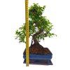Brest drobnolistý - Ulmus parviflora  SK-3344-3