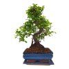 Brest drobnolistý - Ulmus parviflora  SK-3344-3