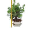 Borovica Alepská - Pinus halapensis  SK 3344-22