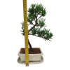 Podocarpus - kamenný tis  SK 3344-7
