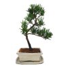 Podocarpus - kamenný tis  SK 3344-7