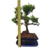 Podocarpus - kamenný tis  SK 3344-7