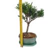 Podocarpus - kamenný tis  SK 3344-7