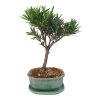 Podocarpus - kamenný tis  SK 3344-7
