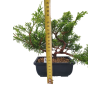 Borievka čínska  - Juniperus sargentii  SK-3344-65