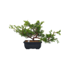 Borievka čínska  - Juniperus sargentii  SK-3344-65