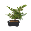 Borievka čínska - Juniperus sargentii  SK-3344-65