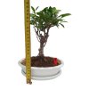 Fikus retusa - Fikus malolistý  SK-3344-1