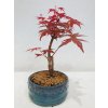 Javor dlaňolistý-Acer palmatum Deshojo