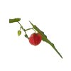 Abutilon Big Bell - Cloudberry  SK 3344-00