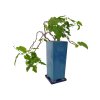 Abutilon Big Bell - Cloudberry  SK 3344-00
