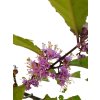 20250607 115123 Photoroom