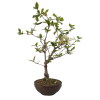 Kalina Bodnanska - Viburnum  SK-3344-89
