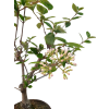 Kalina Bodnanska - Viburnum  SK-3344-89