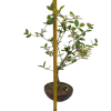 Kalina Bodnanska - Viburnum  SK-3344-89