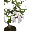 Kalina Bodnanska - Viburnum  SK-3344-89