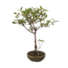 Kalina Bodnanska - Viburnum  SK-3344-89