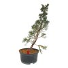 Juniperus chinensis var. taiwanensis  SK-3344