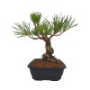 Pinus Thunbergii - Borovica jap.čierna  SK-3344-69