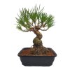 Pinus Thunbergii - Borovica jap.čierna  SK-3344-69