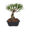 Pinus Thunbergii - Borovica jap.čierna  SK-3344-69