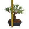 Pinus Thunbergii - Borovica jap.čierna  SK-3344-69