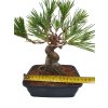 Pinus Thunbergii - Borovica jap.čierna  SK-3344-69