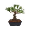 Pinus Thunbergii - Borovica jap.čierna  SK-3344-69