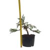 Bonsai Borievka - Juniperus mint julep  SK-3344-65