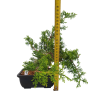 Borievka čínska - Juniperus sargentii  SK-3344-65
